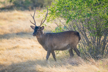 Spotted Deer Buck