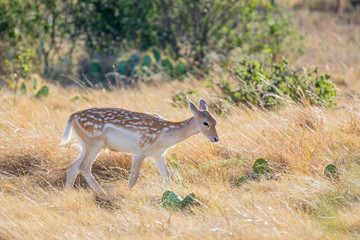 Spotted Fallow Deer Fawn