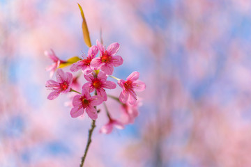 Wild Himalayan Cherry