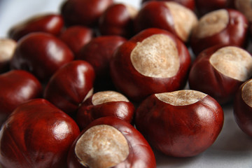chesnut