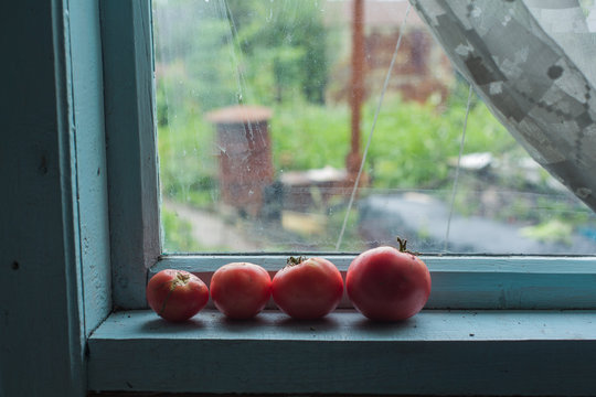 Tomatoes on the windowsill