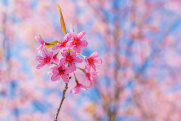 Wild Himalayan Cherry