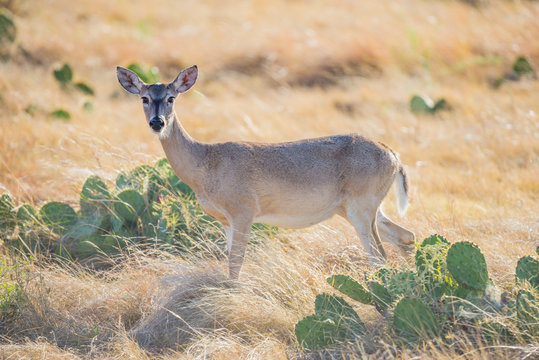 Fototapeta White-tailed Doe
