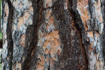Tree bark texture macro