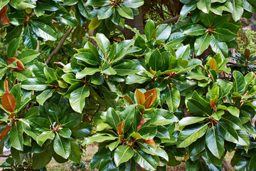 Beautiful magnolia leaves in tropical park © Sergey Ryzhov