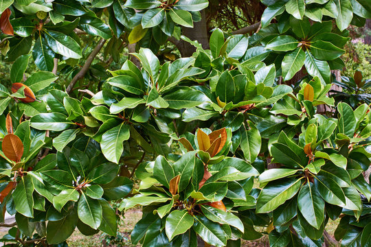 Fototapeta Beautiful magnolia leaves in tropical park