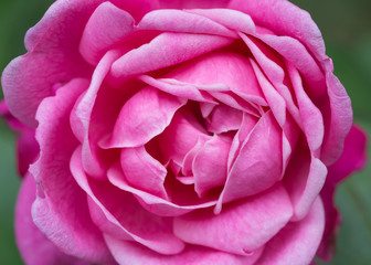 Pink rose