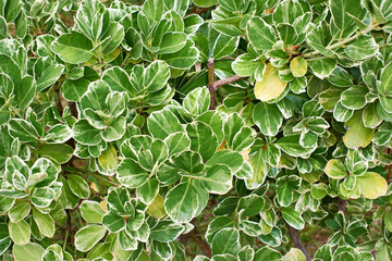 Leaves of plants Emerald Gaiety Euonymus