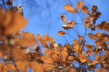 leaf fall in autumn park landscape