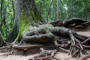Root of big tree