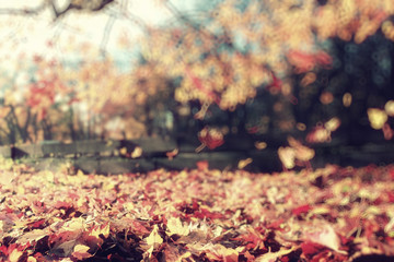 blurred background autumn leaves yellow trees