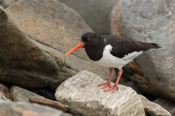 Austernfischer, Eurasian oystercatcher, Haematopus ostralegus