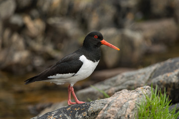 Austernfischer, Eurasian oystercatcher, Haematopus ostralegus