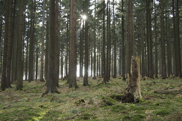 dunkler Nadelwald
