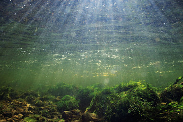 underwater scenery, algae, clean clear water, mountain river cleanliness