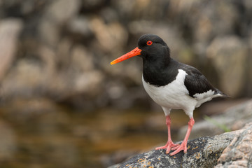 Austernfischer, Eurasian oystercatcher, Haematopus ostralegus