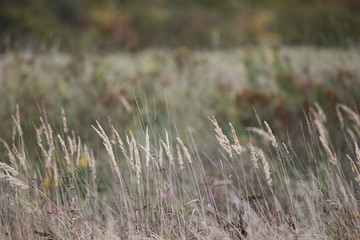 background autumn grass