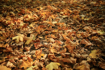Autumn texture of yellow fallen leaves