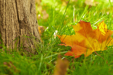 Fallen maple leaf on the grass