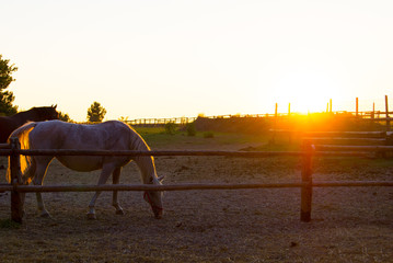 Horse farm dusk