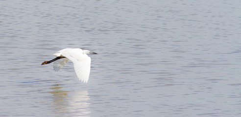 Fototapeta premium aigrette