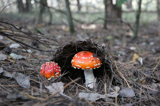 Two autumn mushroom with a red hat got out of the needles