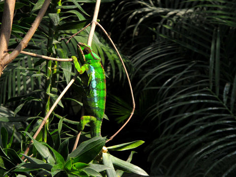 chameleon in green