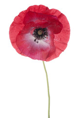 Fototapeta premium poppy