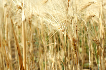 Beautiful summer field
