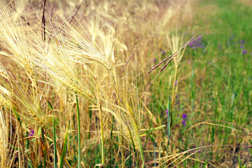 Beautiful summer field