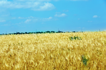 Beautiful summer field
