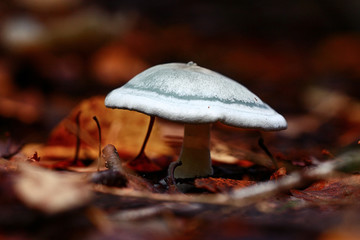 small poisonous mushroom, magic picture