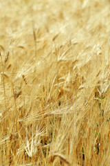 Beautiful summer field