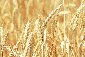 Beautiful summer field