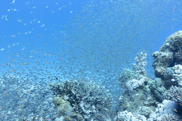 Shoal of glassfishes - Red Sea Sweepers, underwater