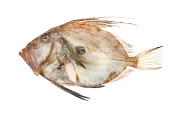 John dory fish