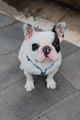 Obraz premium Bulldog