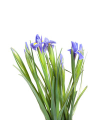 Fototapeta na wymiar Iris flower
