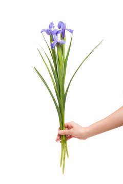 Iris flower in hand isolated on white background