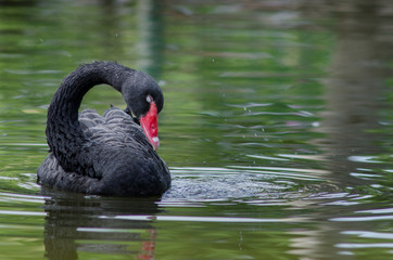 Cygne noir avec bec rouge nager sur le lac