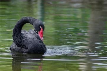 Rideaux occultants Cygne Cygne noir avec bec rouge nager sur le lac
