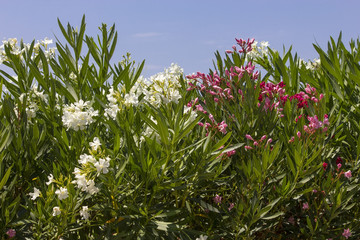 Fototapeta premium Oleander