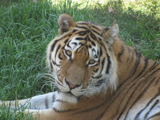 Tigre da Siberia
