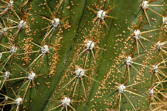 Cactus 20