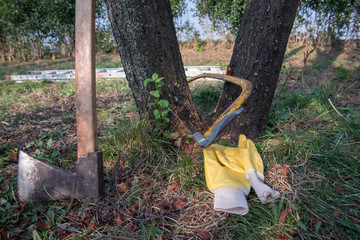 ağaç kesme mevsimi