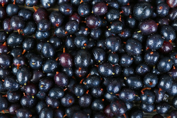 Heap of wild black currant close up
