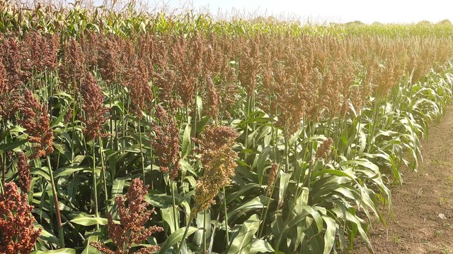 Cultivated hybrid millet field, close up