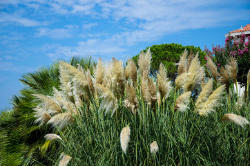 blossoming grass