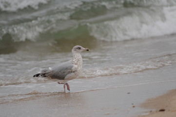 Möwe 