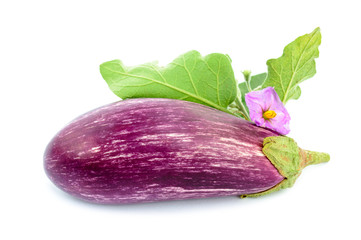 One eggplant isolated on the white background